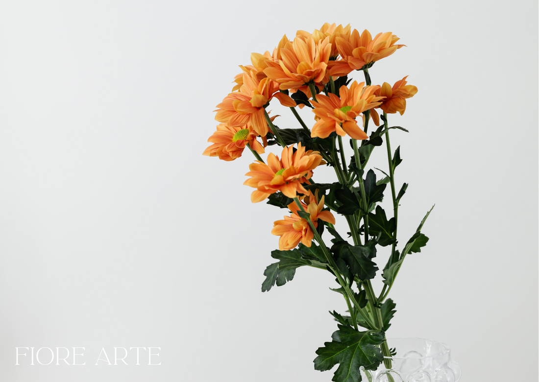 Chrysanthemums in Culture: Why They’re Loved in the West but Feared in Asia