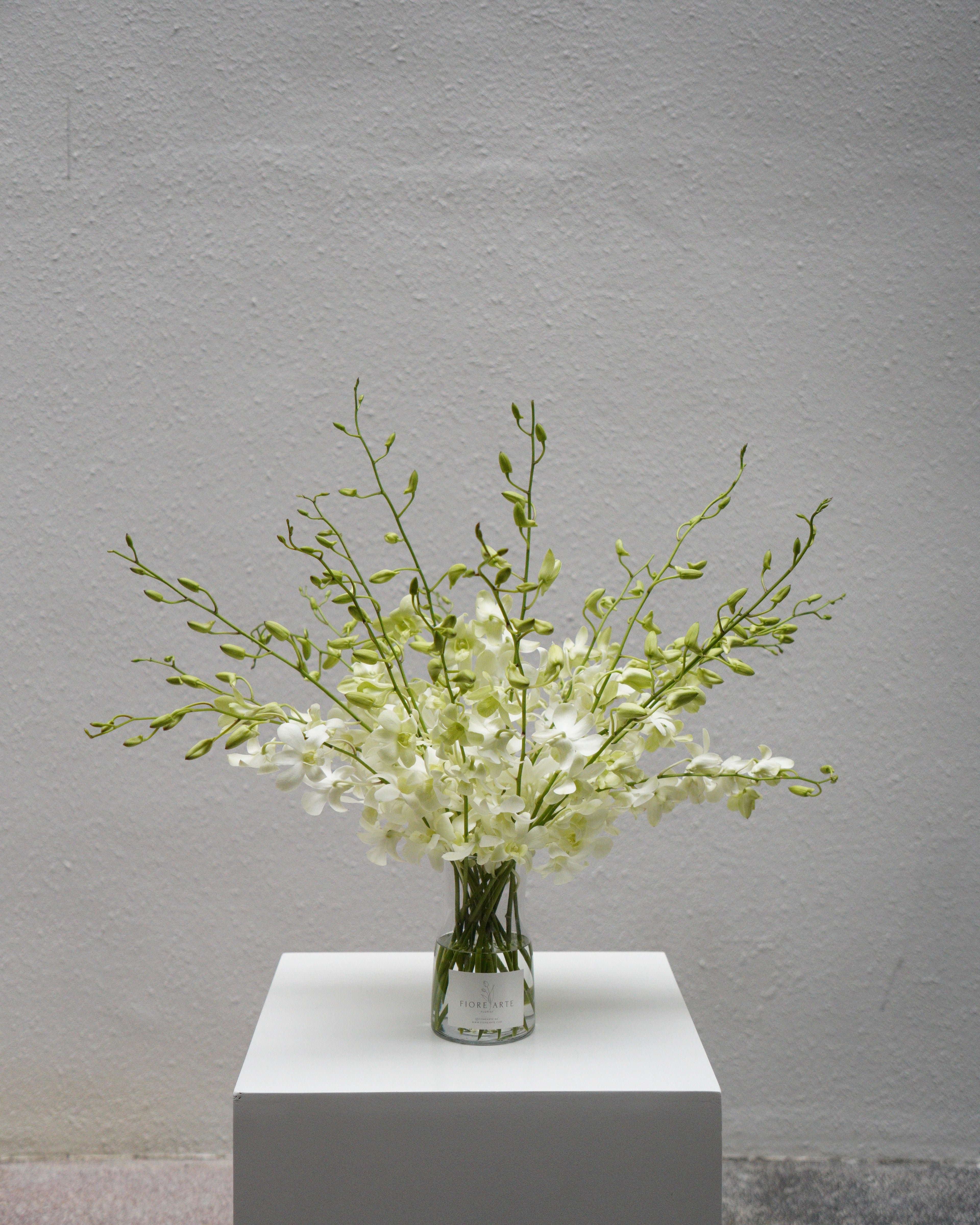 White Orchid en Masse