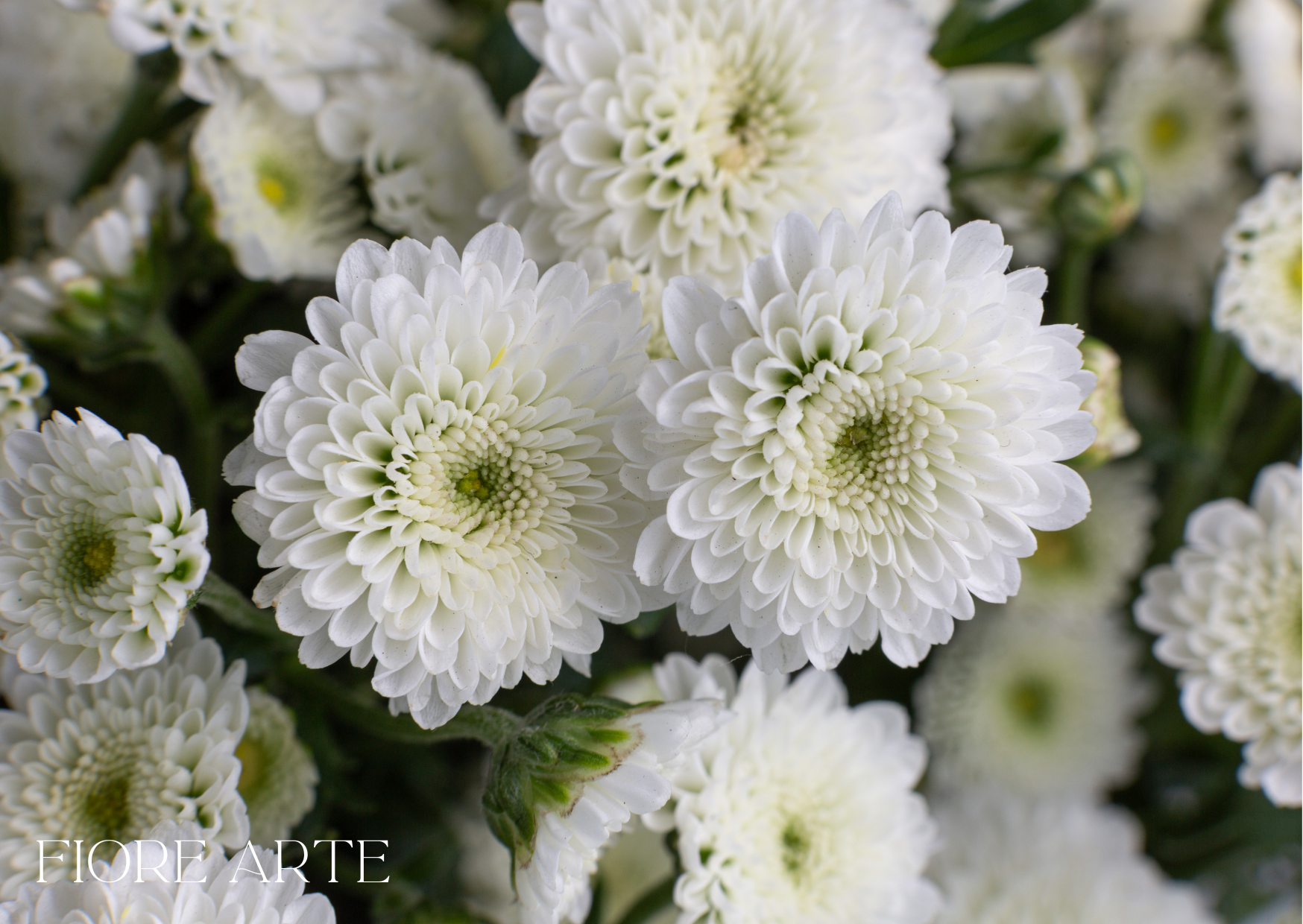 Beyond Funerals: The Beauty and Versatility of Chrysanthemums