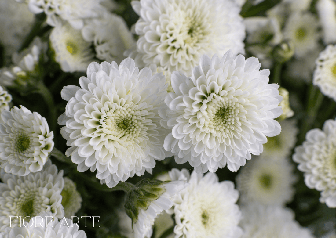 white-chrysanthemum-pom-pom