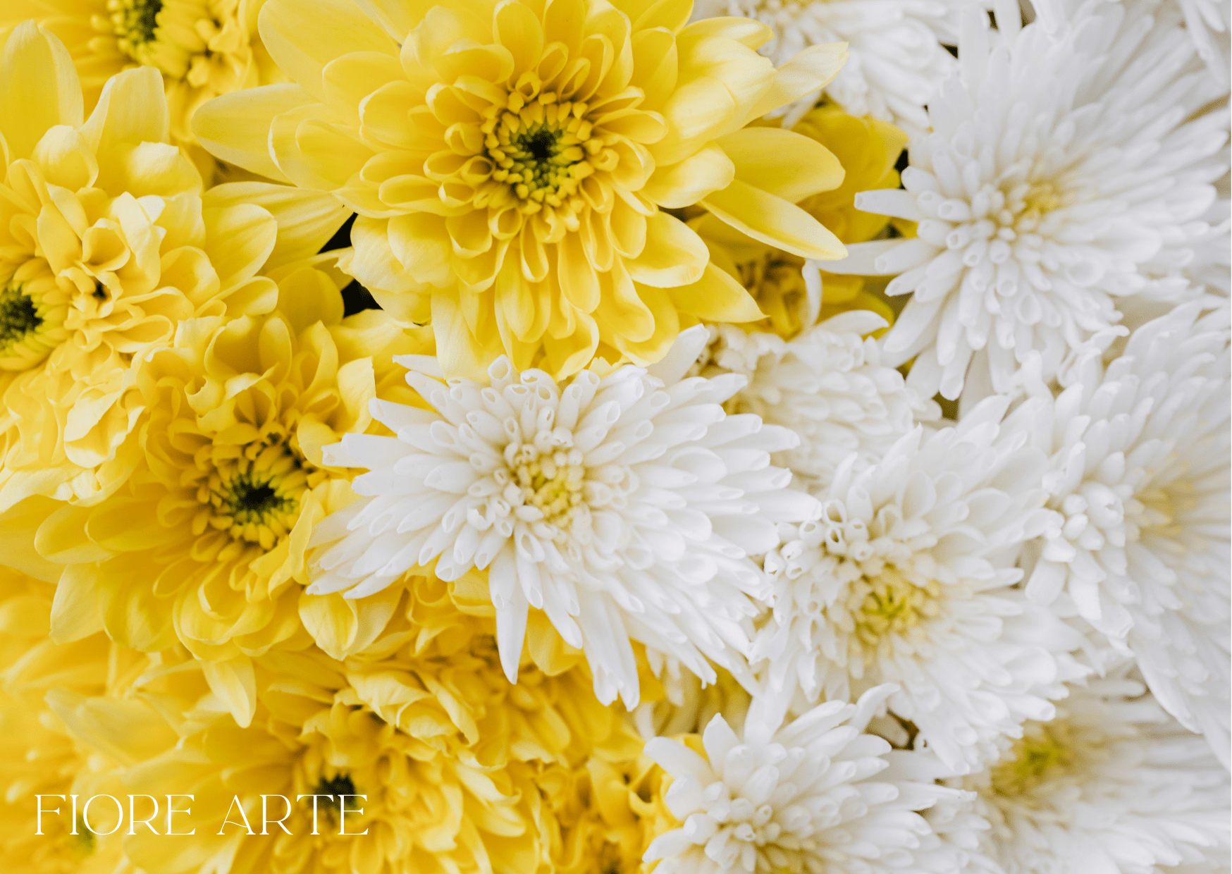 yellow-white-chrysanthemum-pom-pom