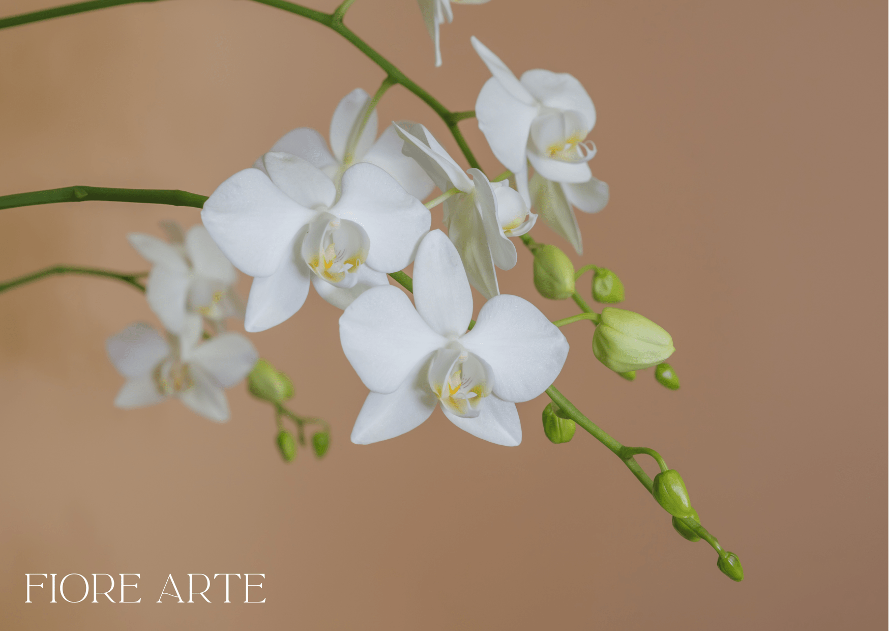 Types of Orchids and How to Use Them in Modern Floral Design