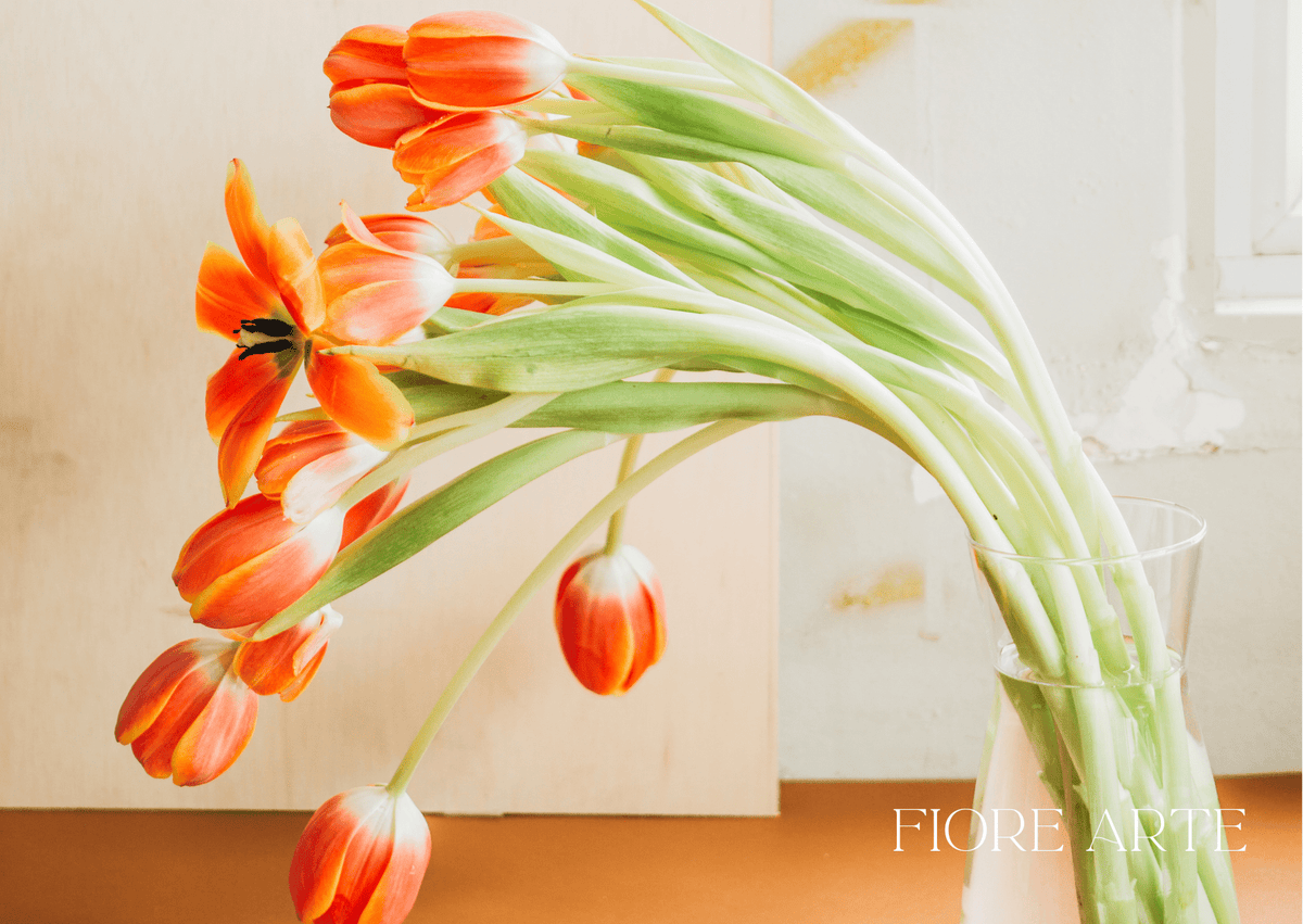 Why Are My Tulips Bending? A Florist Explains Why Tulips Droop - Fiore Arte