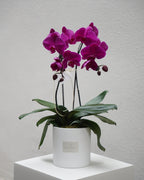 2 Orchids in a Pot - Fiore Arte