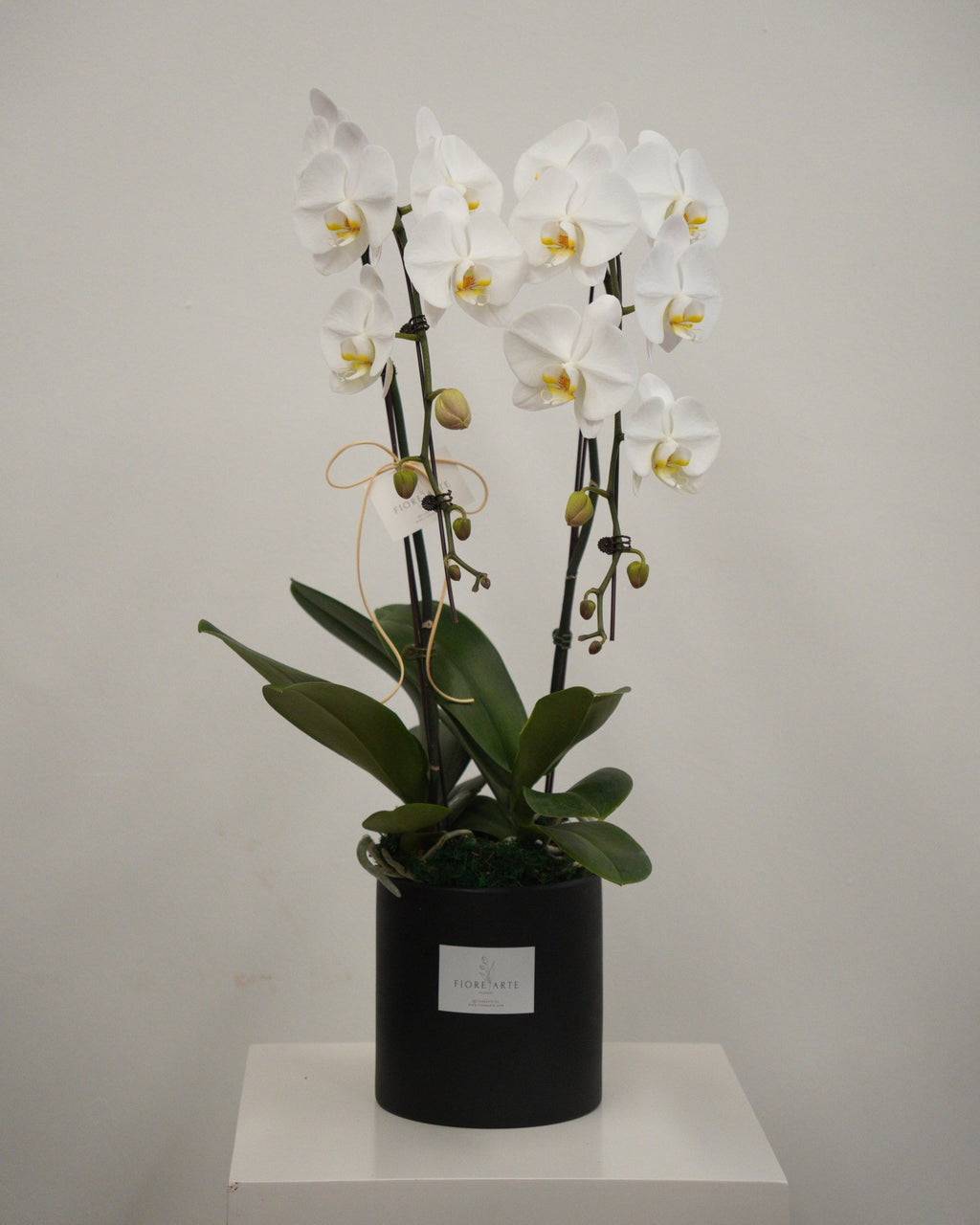 2 Orchids in a Pot - Fiore Arte