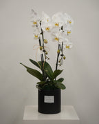 2 Orchids in a Pot - Fiore Arte