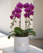 2 Orchids in a Pot - Fiore Arte