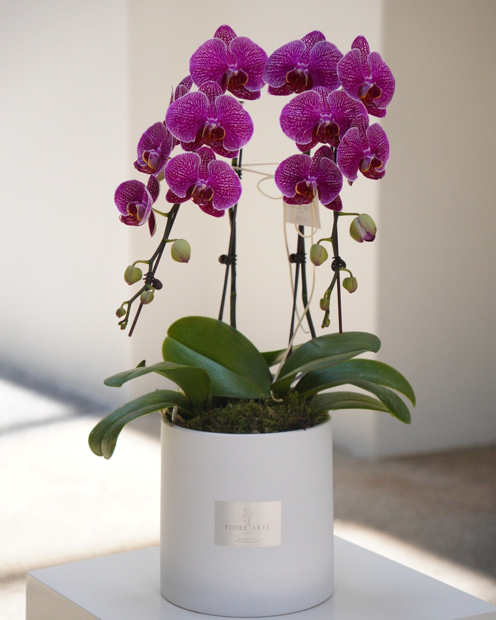 2 Orchids in a Pot - Fiore Arte