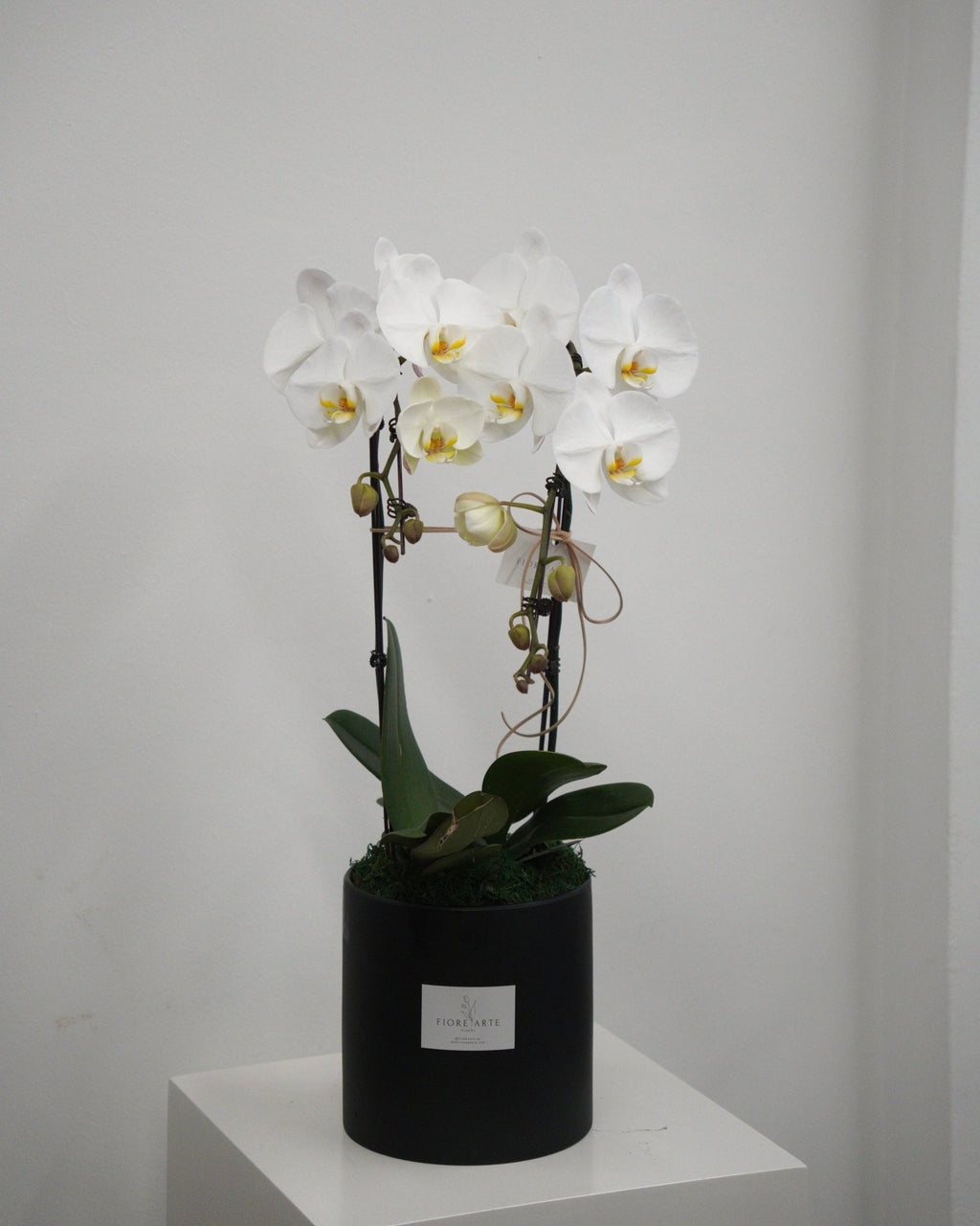 2 Orchids in a Pot - Fiore Arte