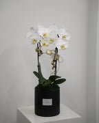 2 Orchids in a Pot - Fiore Arte