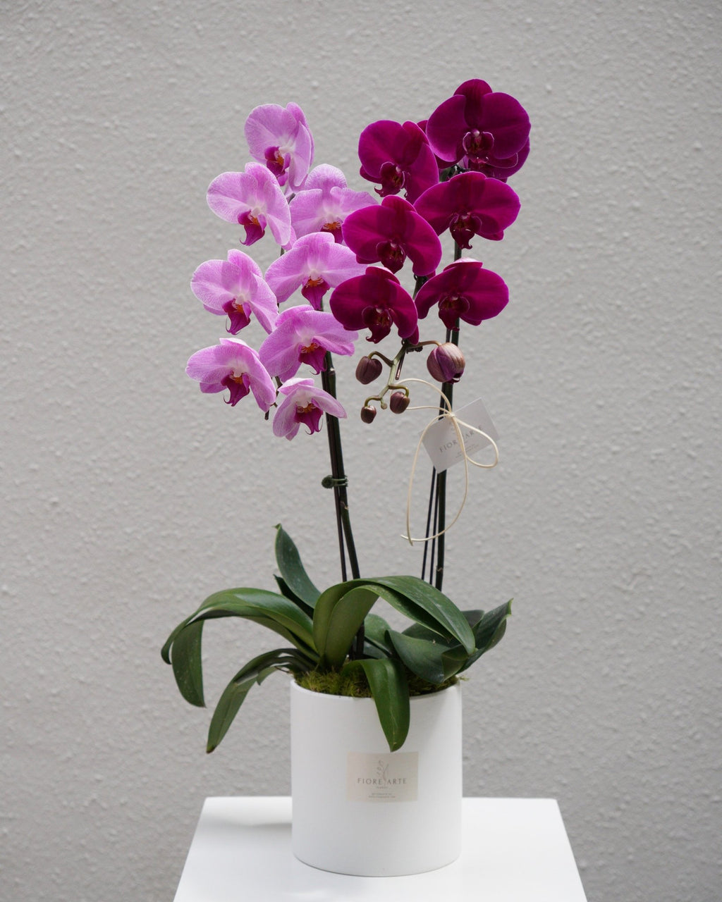 2 Orchids in a Pot - Fiore Arte
