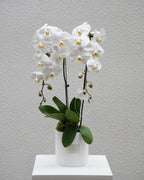 2 Orchids in a Pot - Fiore Arte