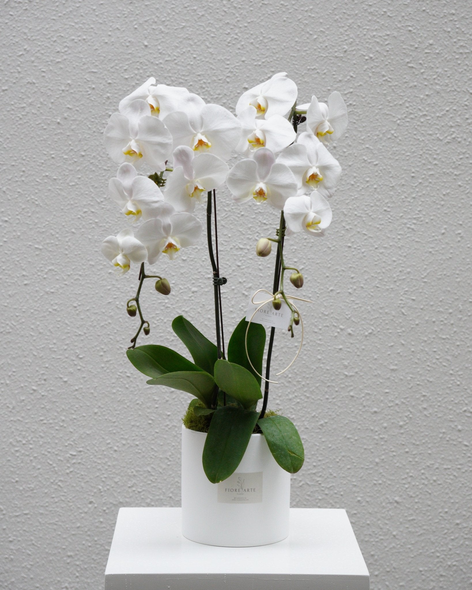 2 Orchids in a Pot - Fiore Arte
