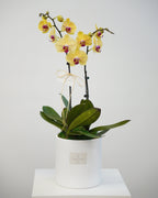 2 Orchids in a Pot - Fiore Arte