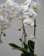 2 Orchids in a Pot - Fiore Arte