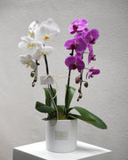2 Orchids in a Pot - Fiore Arte