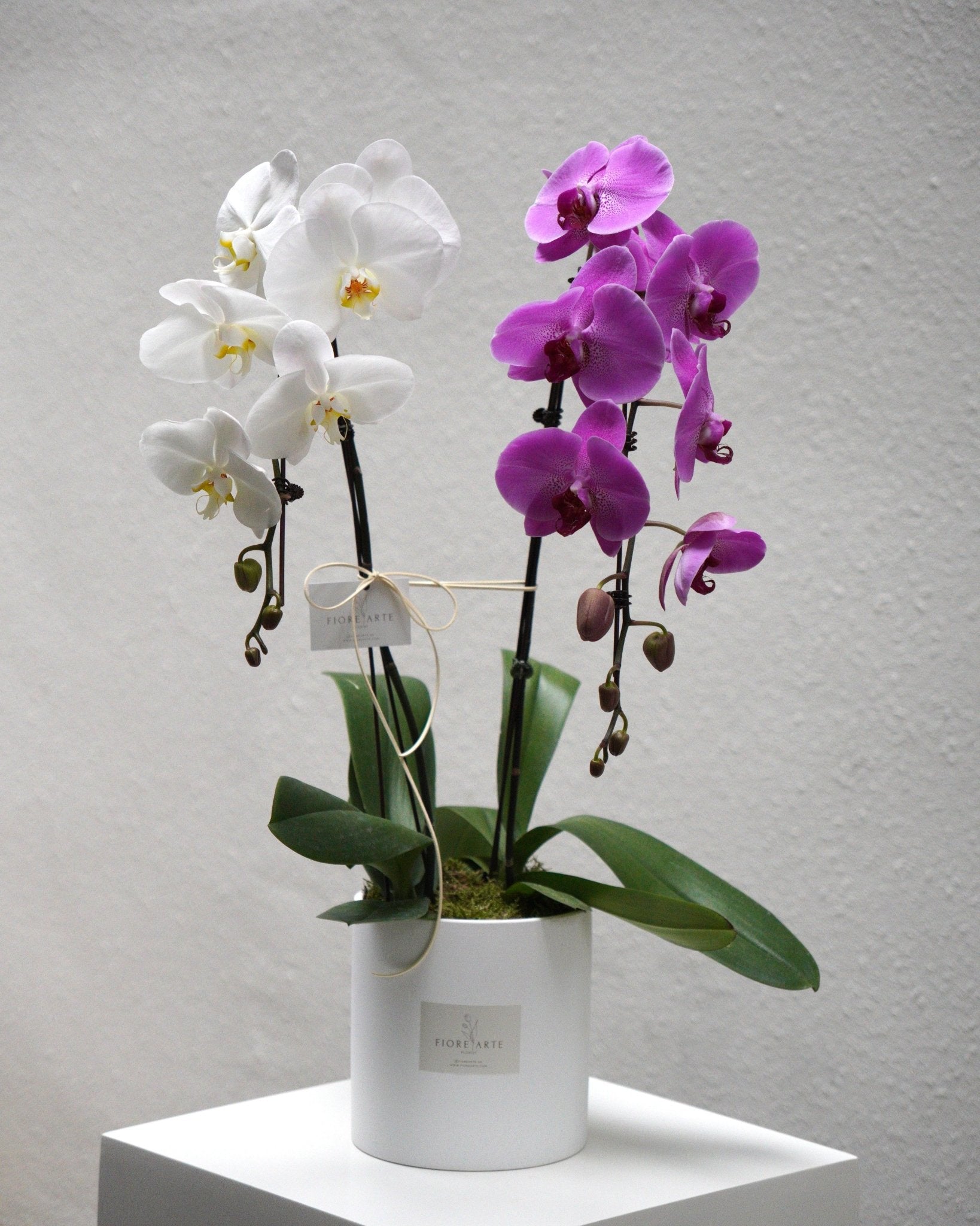 2 Orchids in a Pot - Fiore Arte