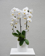 2 Orchids in a Pot