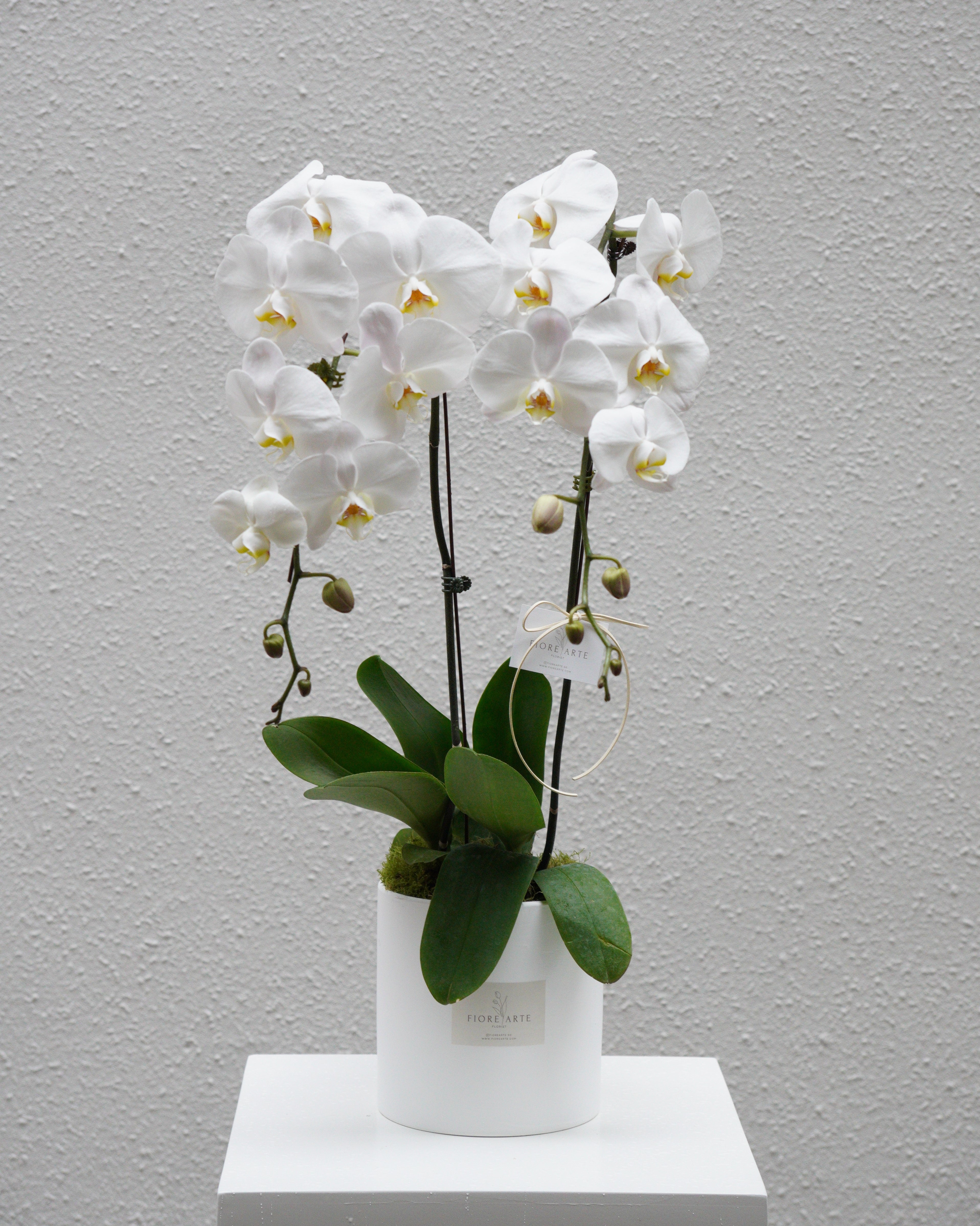2 Orchids in a Pot