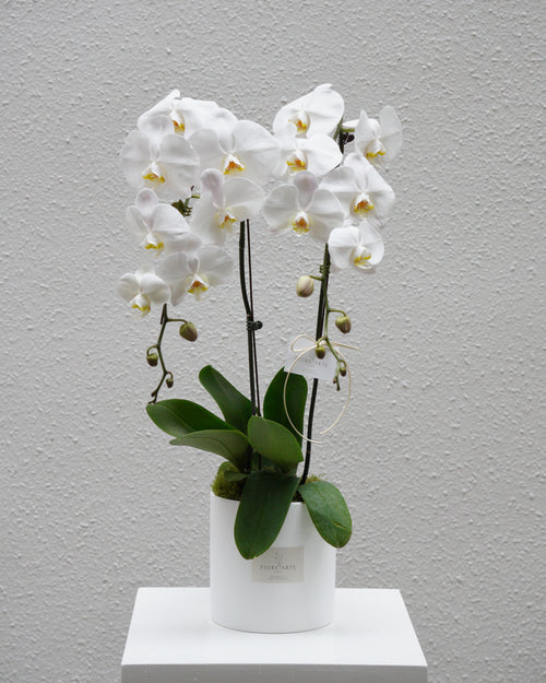 2 Orchids in a Pot