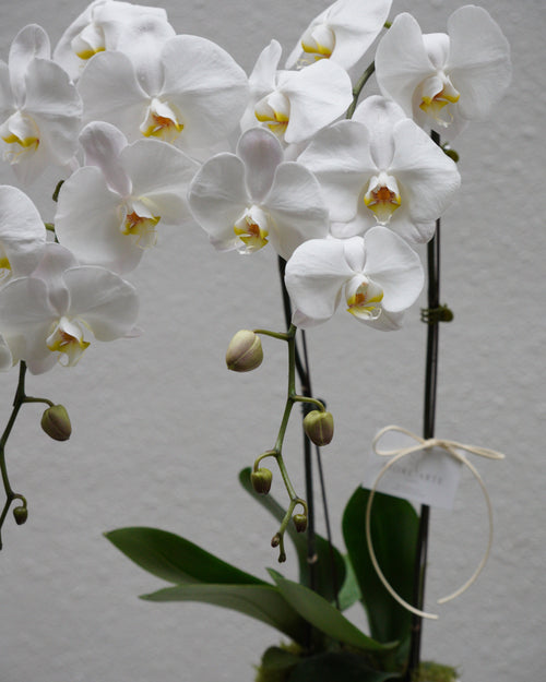 2 Orchids in a Pot