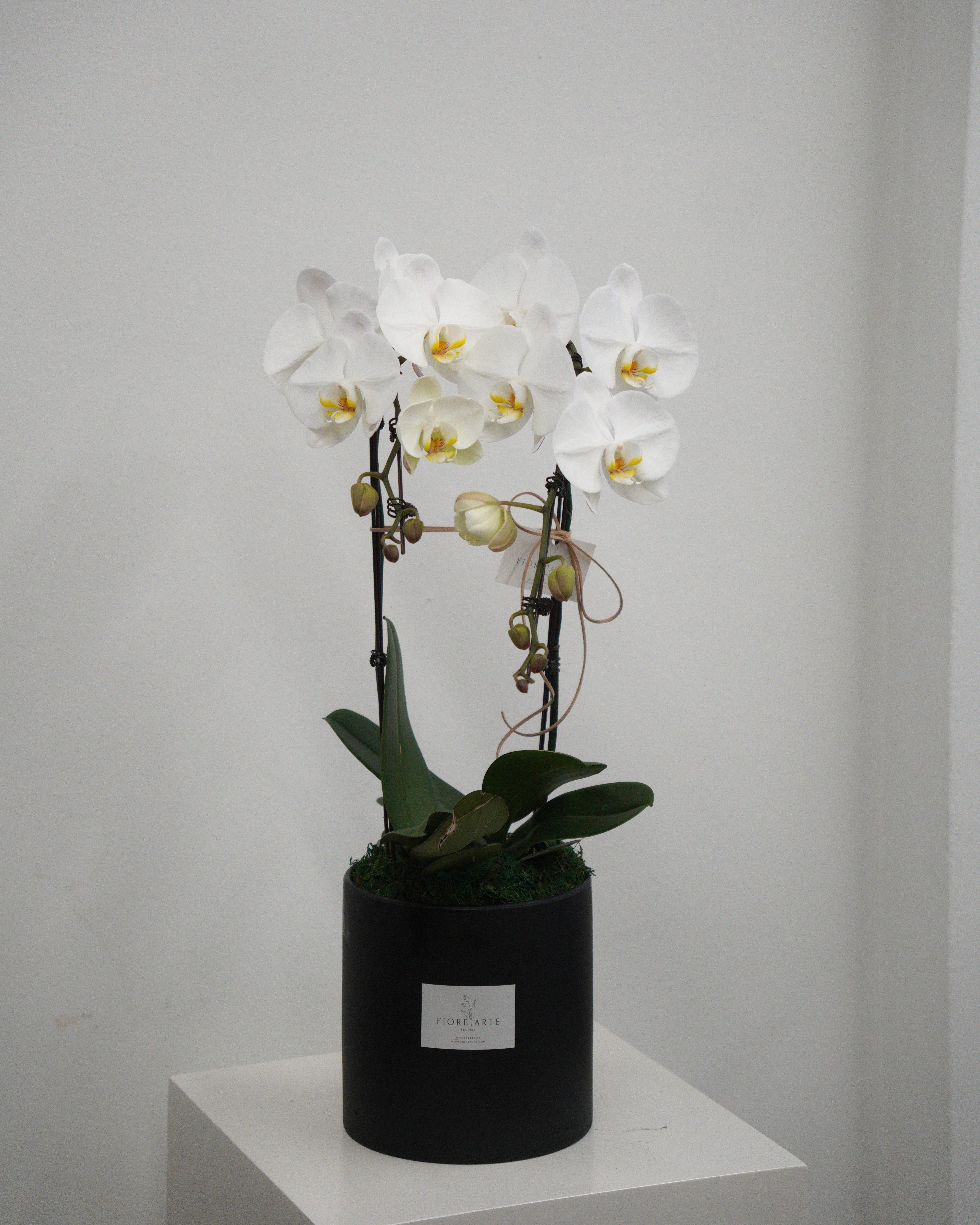 2 Orchids in a Pot