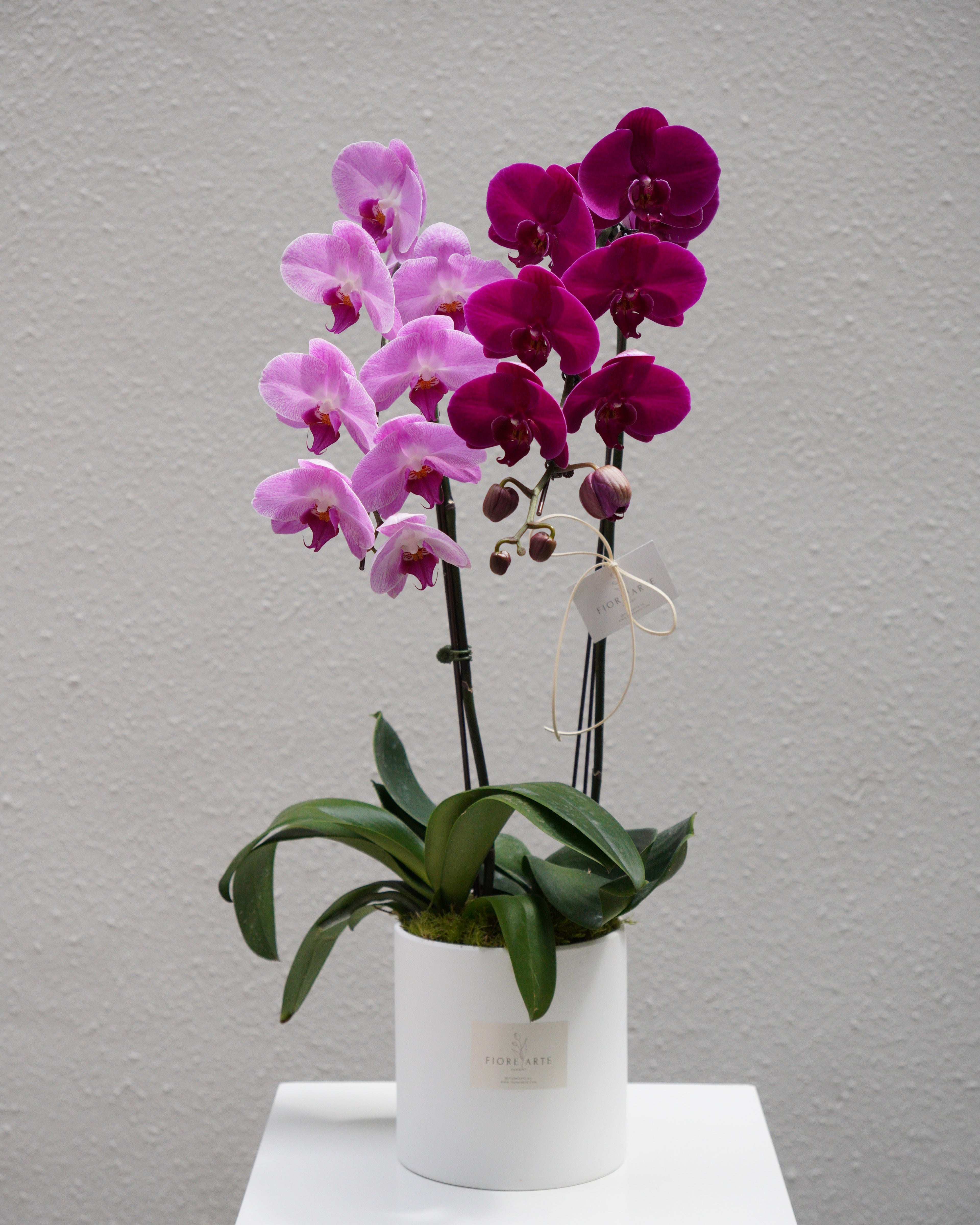 2 Orchids in a Pot