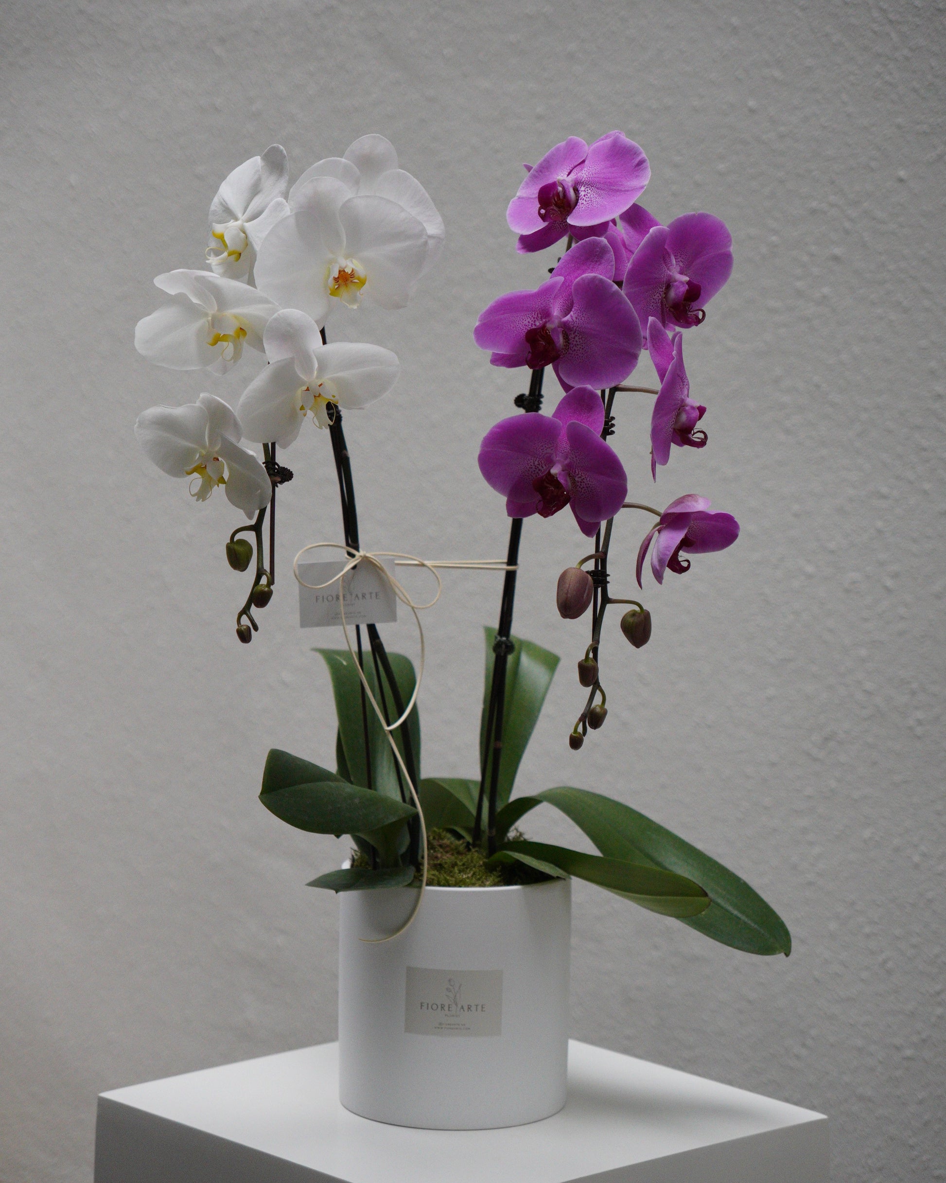2 Orchids in a Pot