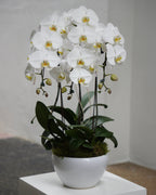 3 Orchids in a Pot - Fiore Arte