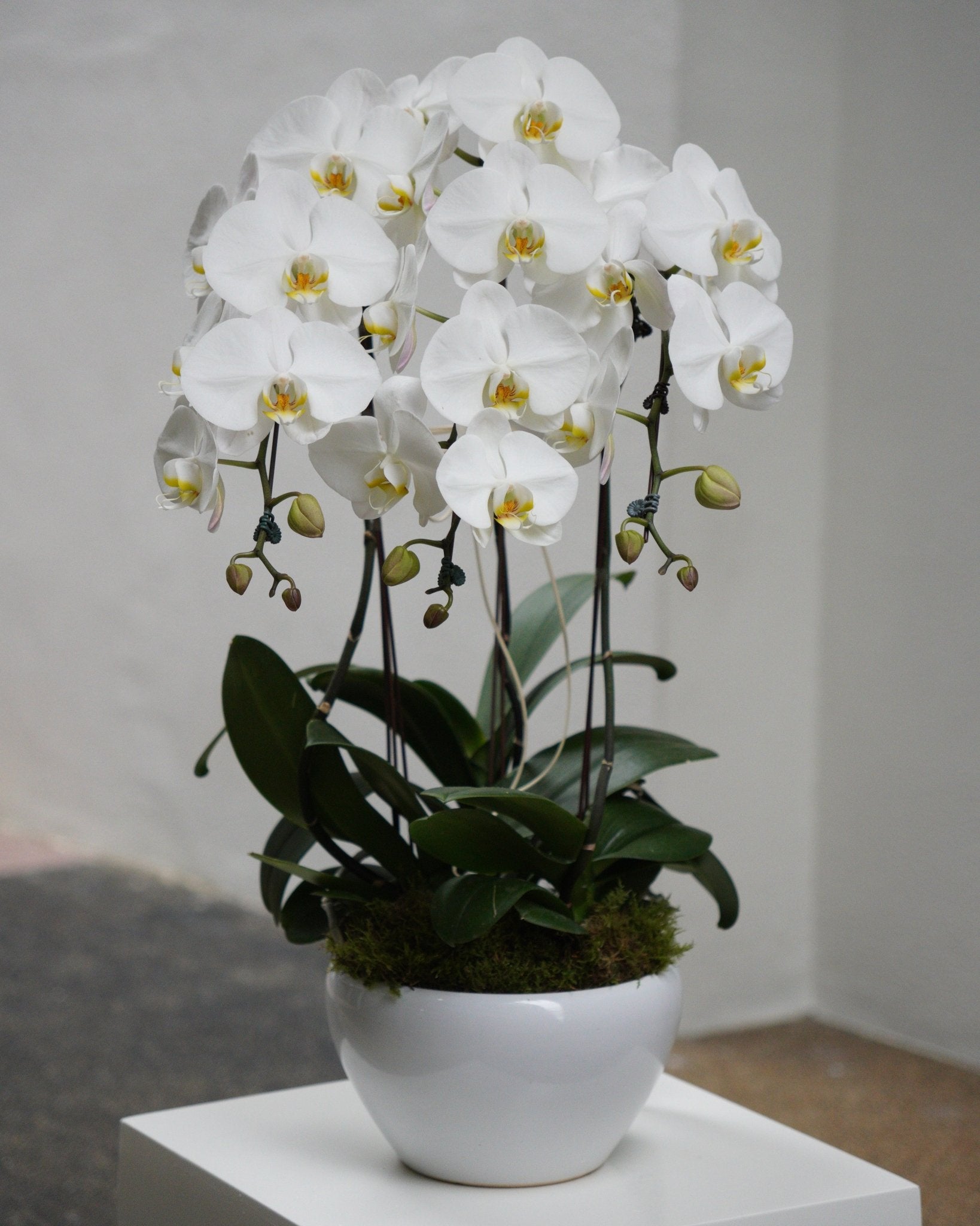 3 Orchids in a Pot - Fiore Arte