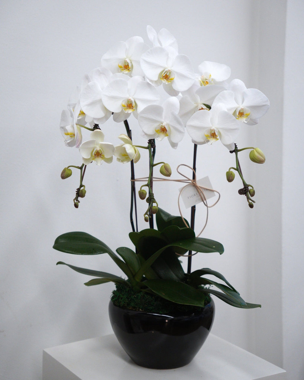 3 Orchids in a Pot - Fiore Arte