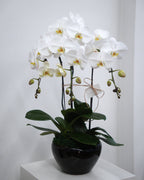 3 Orchids in a Pot - Fiore Arte