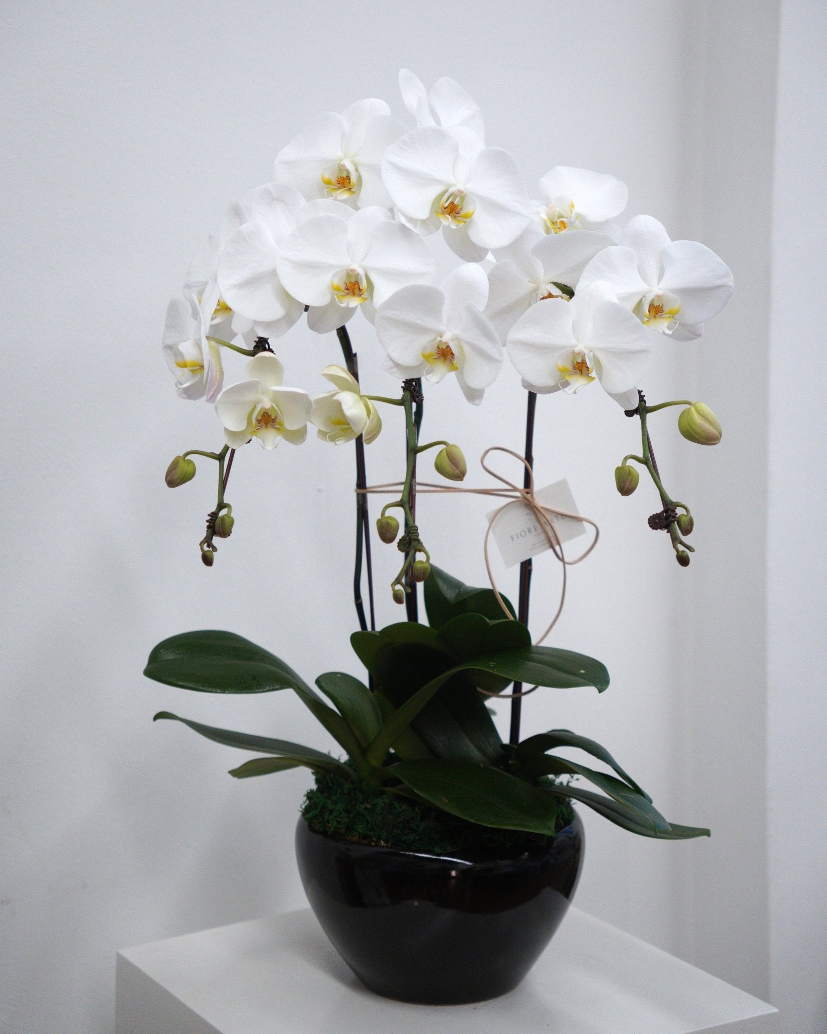 3 Orchids in a Pot - Fiore Arte