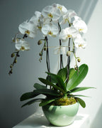 3 Orchids in a Pot - Fiore Arte