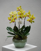 3 Orchids in a Pot - Fiore Arte