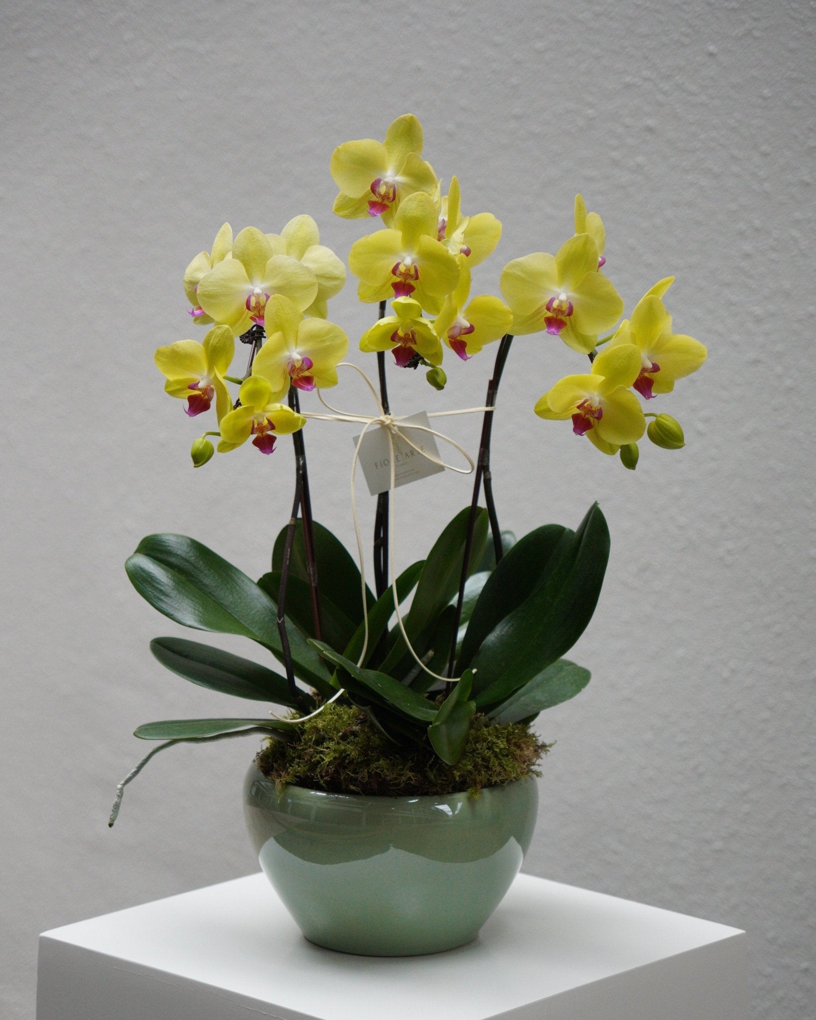 3 Orchids in a Pot - Fiore Arte