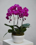 3 Orchids in a Pot - Fiore Arte