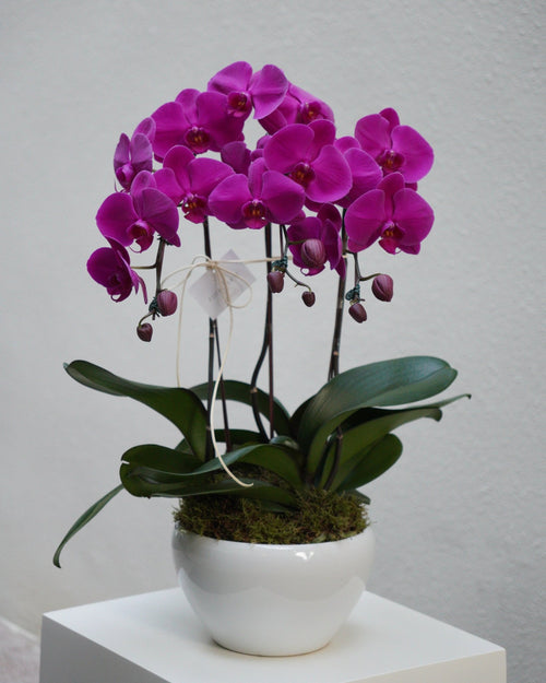 3 Orchids in a Pot - Fiore Arte