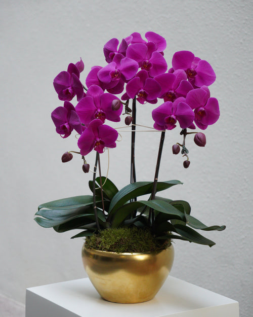 3 Orchids in a Pot