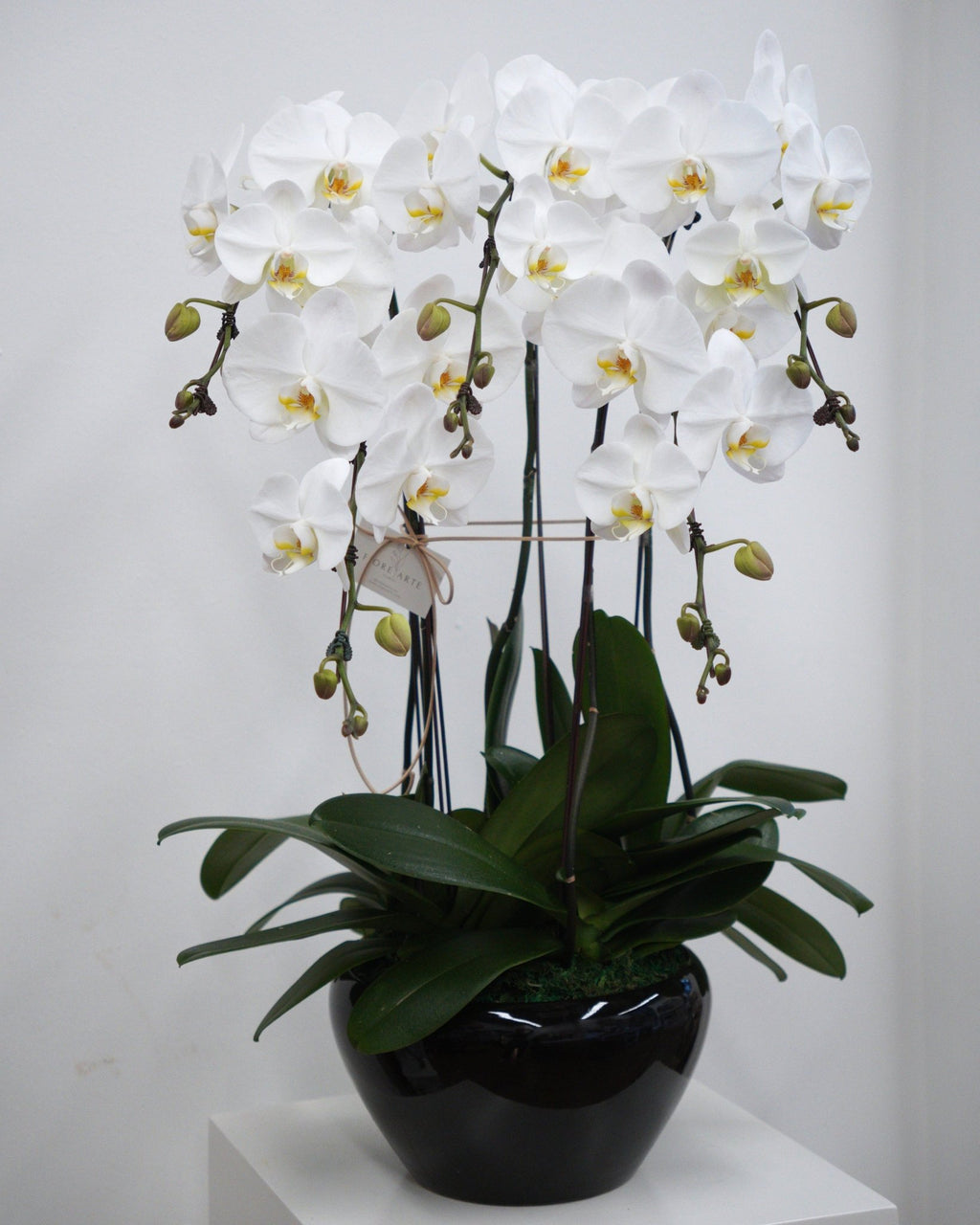 5 Orchids in a Pot - Fiore Arte