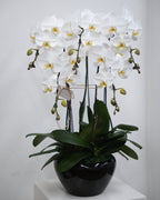 5 Orchids in a Pot - Fiore Arte