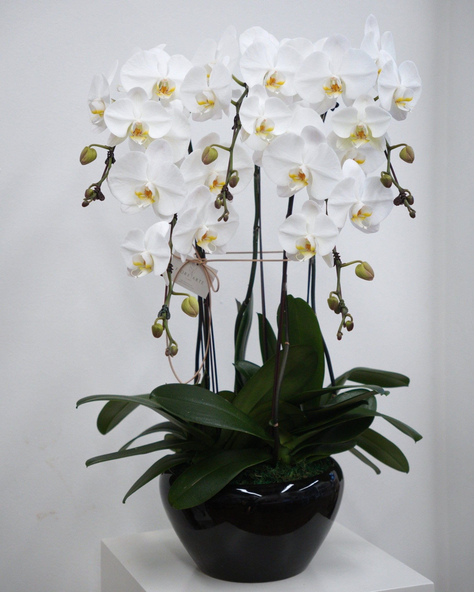 5 Orchids in a Pot - Fiore Arte