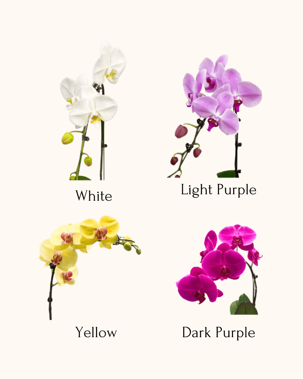 5 Orchids in a Pot - Fiore Arte