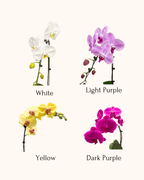 5 Orchids in a Pot - Fiore Arte