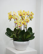 5 Orchids in a Pot - Fiore Arte
