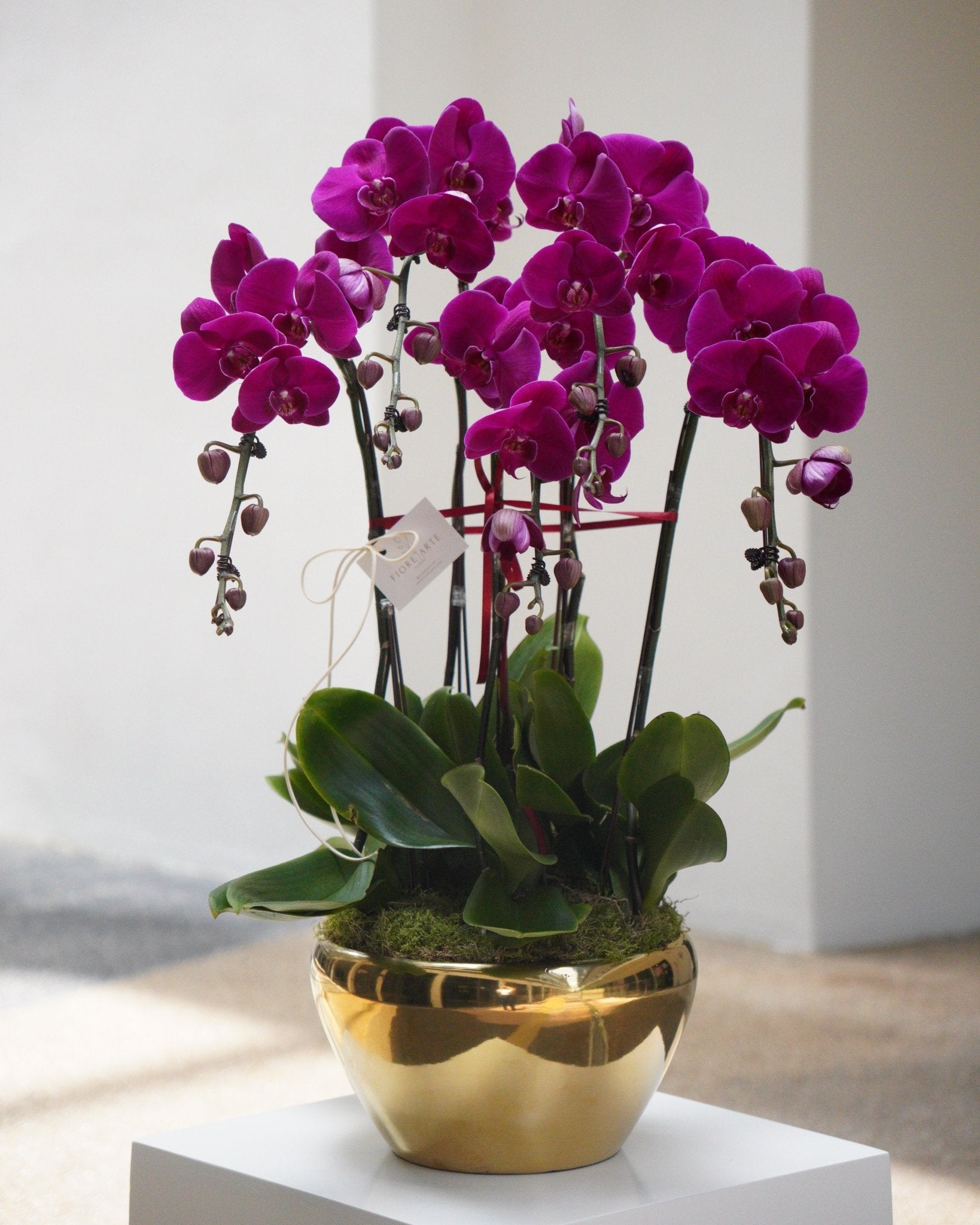 5 Orchids in a Pot - Fiore Arte
