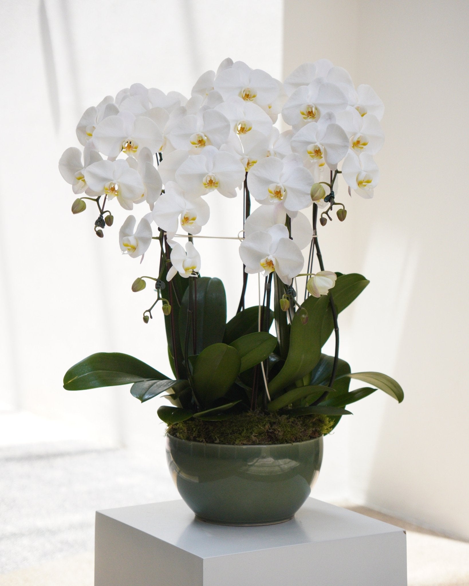 5 Orchids in a Pot - Fiore Arte