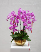 5 Orchids in a Pot - Fiore Arte