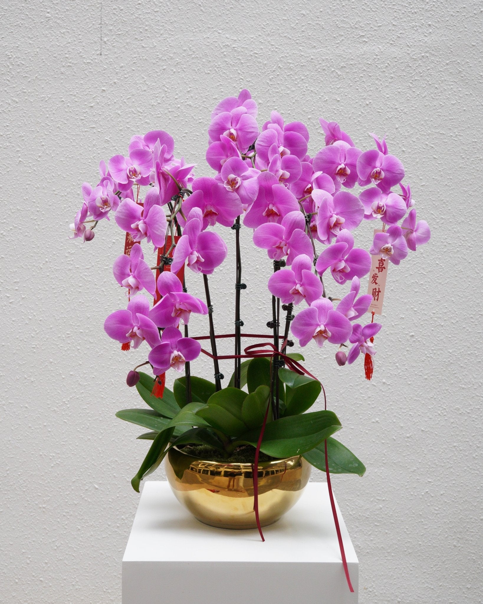 5 Orchids in a Pot - Fiore Arte