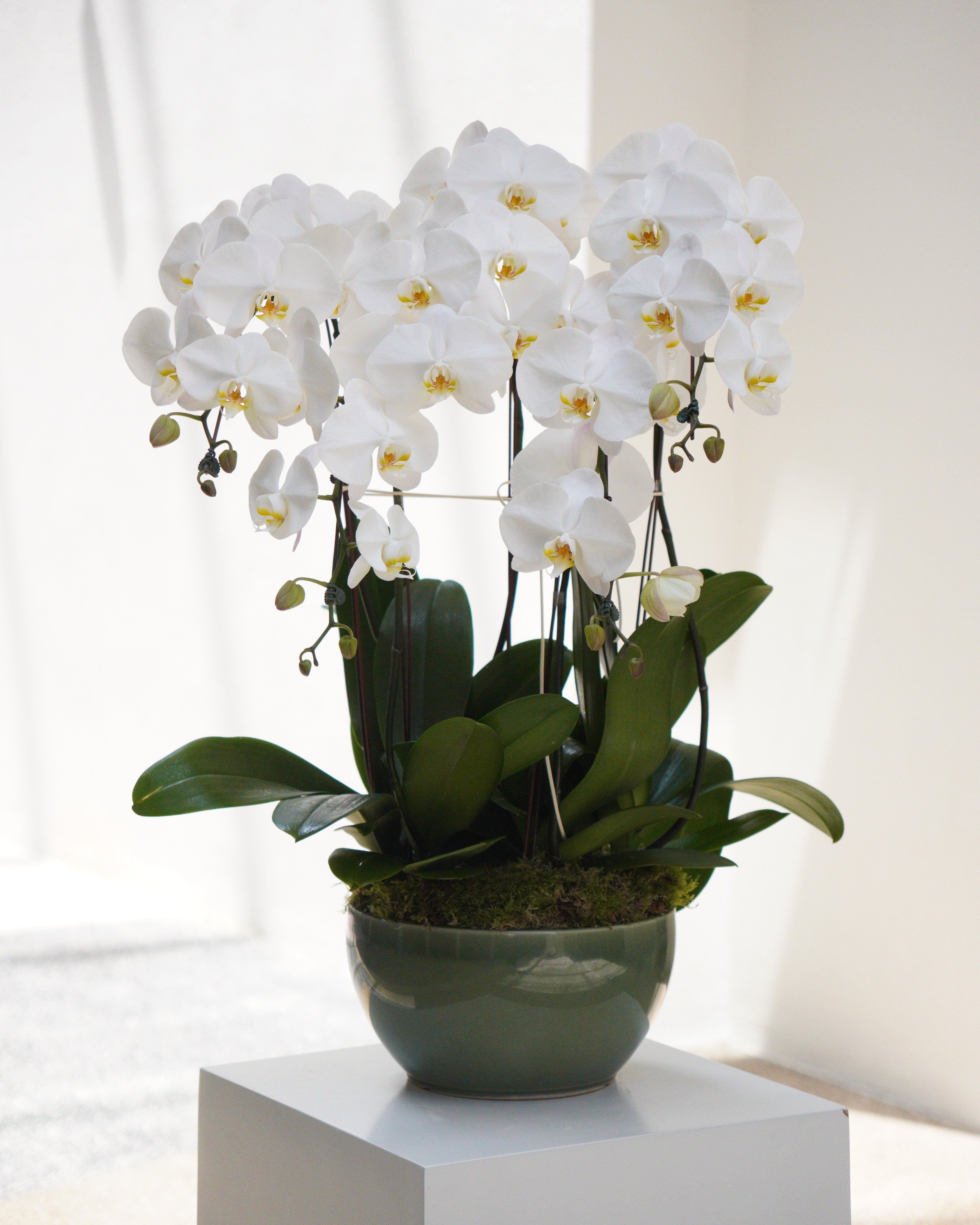 5 Orchids in a Pot